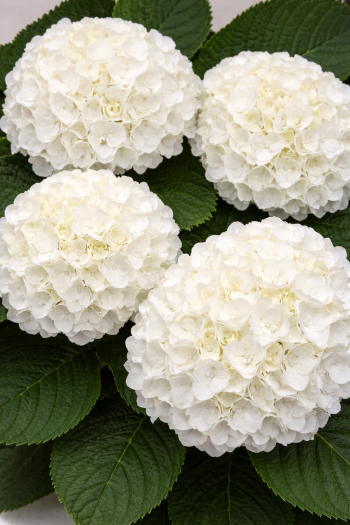 Гортензія широколиста Вуду|Hydrangea macrophylla Wudu|Гортензия крупнолистная Вуду